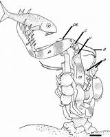 Shrimp Mantis Coloring Predator Drawing Drawings Designlooter 1028 59kb 1280px Getdrawings Figure Spearing Mechanics Strike Ambush Experimental Biology Journal sketch template