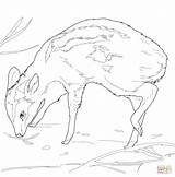 Mouse Coloring Deer Pages Poppin Leg Drawing Colorings Printable sketch template
