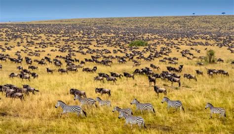 facts  masai mara national reserve kenya wildlife safari tips