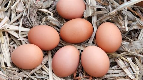 10 Of The Best Egg Laying Chickens And Hens