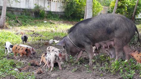big cute pig family   small pigs closeup hd  stock