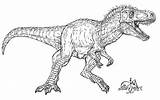 Tarbosaurus Coloring Pages Speckles Deviantart Sketch Larger Credit sketch template