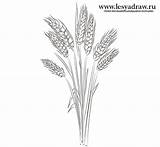 Wheat Drawing Draw Paintingvalley Step sketch template