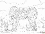 Coloring Cheetah Pages Printable Asiatic Cub Print Realistic Animals sketch template
