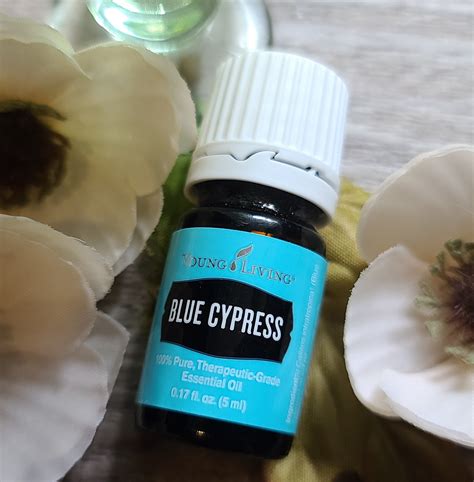 blue cypress ml essential oil young living etsy uk