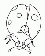 Coloring Ladybug sketch template