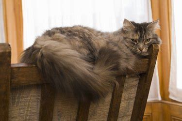 cat hair loss home remedies cuteness