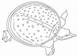 Turtle Eared sketch template