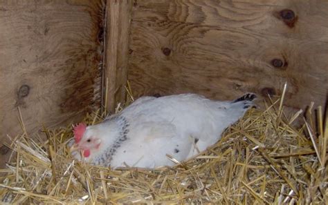 robyn s chicken breeding page two