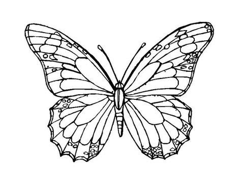 birds  color  google search butterfly coloring page butterfly