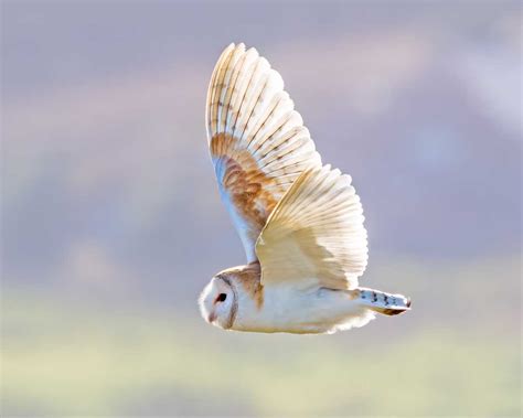 barn owl     photograph