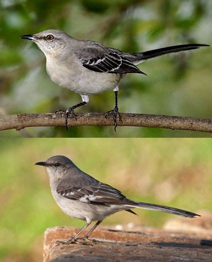 male  female mockingbird google search backyard birds beautiful