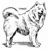 Coloring Samoyed Color Dog Drawing Breeds Pages Draw sketch template
