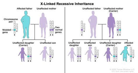 can a recessive trait be on the y chromosome x linked recessive red