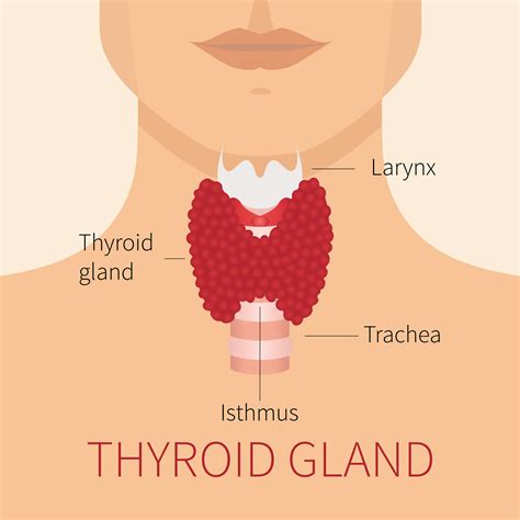 thyroid symptoms  females centrespringmd