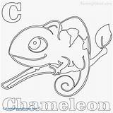 Chameleon Coloring Pages Printable Getcolorings Chameleons Getdrawings sketch template