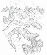 Coloring Pages Gecko Desert Printable Leopard Animals Drawing Kids Landscape Getcolorings Animal Colouring Getdrawings Plants Color Colorings Printablecolouringpages sketch template