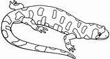 Salamander Lizard Disney Designlooter sketch template