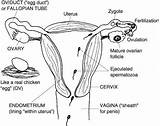 Reproductive Anatomy Organs Ovarian Aromatherapy Starklx sketch template