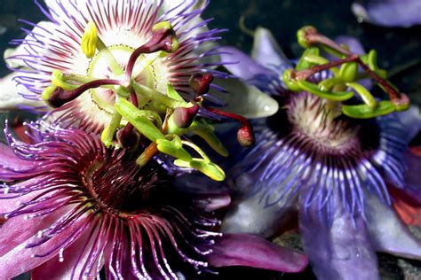 Passion Flower Benefits Side Effects Dosage And Interactions