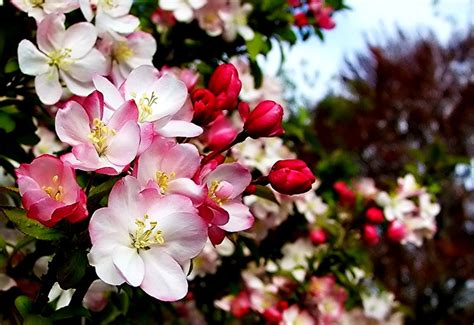 mooie achtergrond bloemen voorjaar bloemblad top gratis fotos