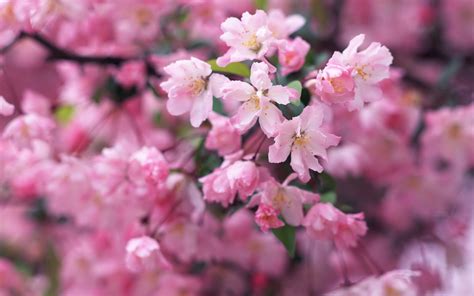 wallpapers cherry blossom