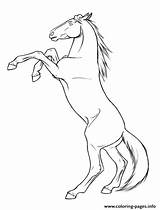 Horse Coloring Rearing Pages Printable sketch template