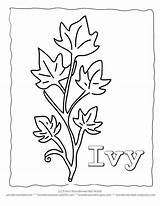 Ivy Coloring Leaf Leaves Printable Template Pages Drawing Color Plant Stencils Sheets Wonderweirded Crafts Wildlife Nature Pree Drawings Teacher Visit sketch template