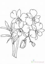 Orchid Storczyki Kolorowanki Dzieci Orchidee Colorir Orquidea Ausmalbilder Kategorien sketch template