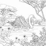 Coloring Swan Swans Coloringbay sketch template