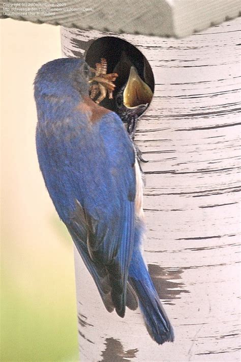 Bird Watching Bluebird Nestlings Peeking Out 1 By 2dcousindave