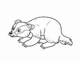 Badger Coloring Iberian Coloringcrew Pages Bucky Printable Template sketch template