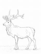 Hirsch Ausmalbild Elk Deer Coloring Ausdrucken Kostenlos Elch sketch template