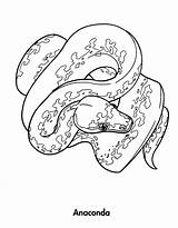 Coloring Python Pages Ball Anaconda Snake Burmese Colouring Green Drawing Getdrawings Getcolorings Printable sketch template
