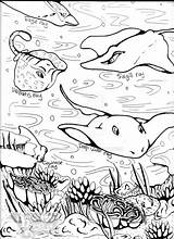 Stingray Coloring Pages Adults Ray Coloringbay sketch template