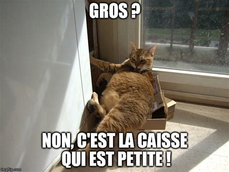 image tagged in gros chat cat pussy imgflip