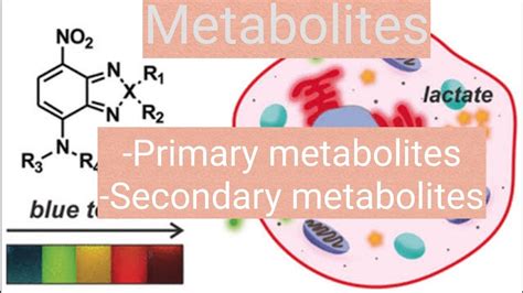 metabolites primary metabolite  secondary metabolite youtube
