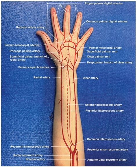 evidence based comprehensive approach  forearm arterial laceration  western journal