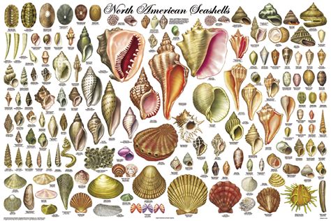 sea shells id poster ocean life posters pictures prints