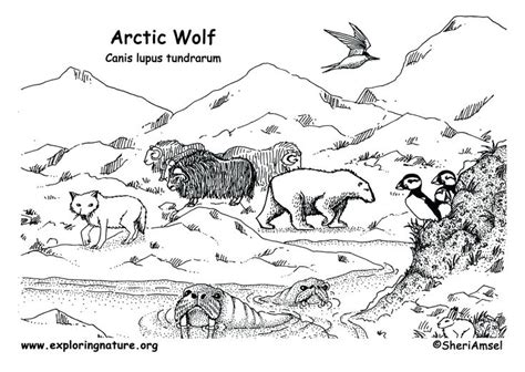 arctic tundra animals coloring pages