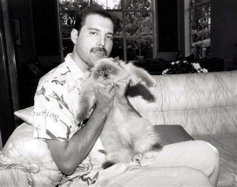 omg queen s frontman freddie mercury was also the king of adopting cats omg blog