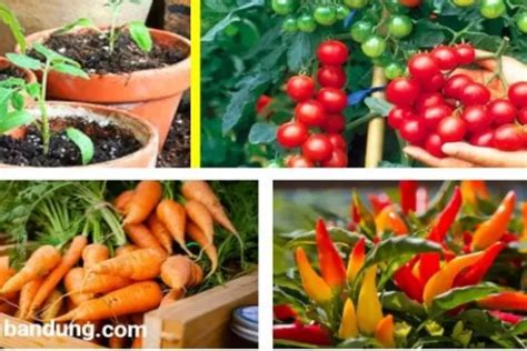 menanam tanaman sayuran  pot tomat hingga wortel tumbuh subur