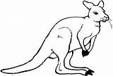 Kangourou Kangaroo Canguro Animaux Animales Coloriage Template Dibujo Coloriages sketch template