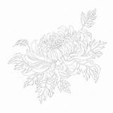 Adulti Colorare Disegni Colorazione Crisantemo sketch template