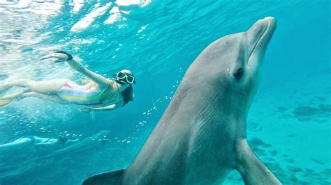 curacao snorkelen met dolfijnen la vie de daphne