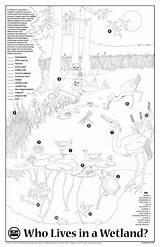 Sheet Wetland Activity Find Who sketch template