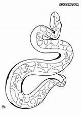 Serpent sketch template