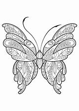 Butterfly Coloring Cycle Life Getcolorings sketch template