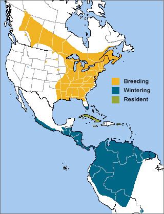 broad winged hawk american bird conservancy
