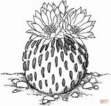 Cactus Coloring Pages Drawing Flower Printable Illustration Dibujo Dessin Supercoloring Colorier Desert Imagixs Flowers Colouring Gif Draw Outline Drawings Fr sketch template